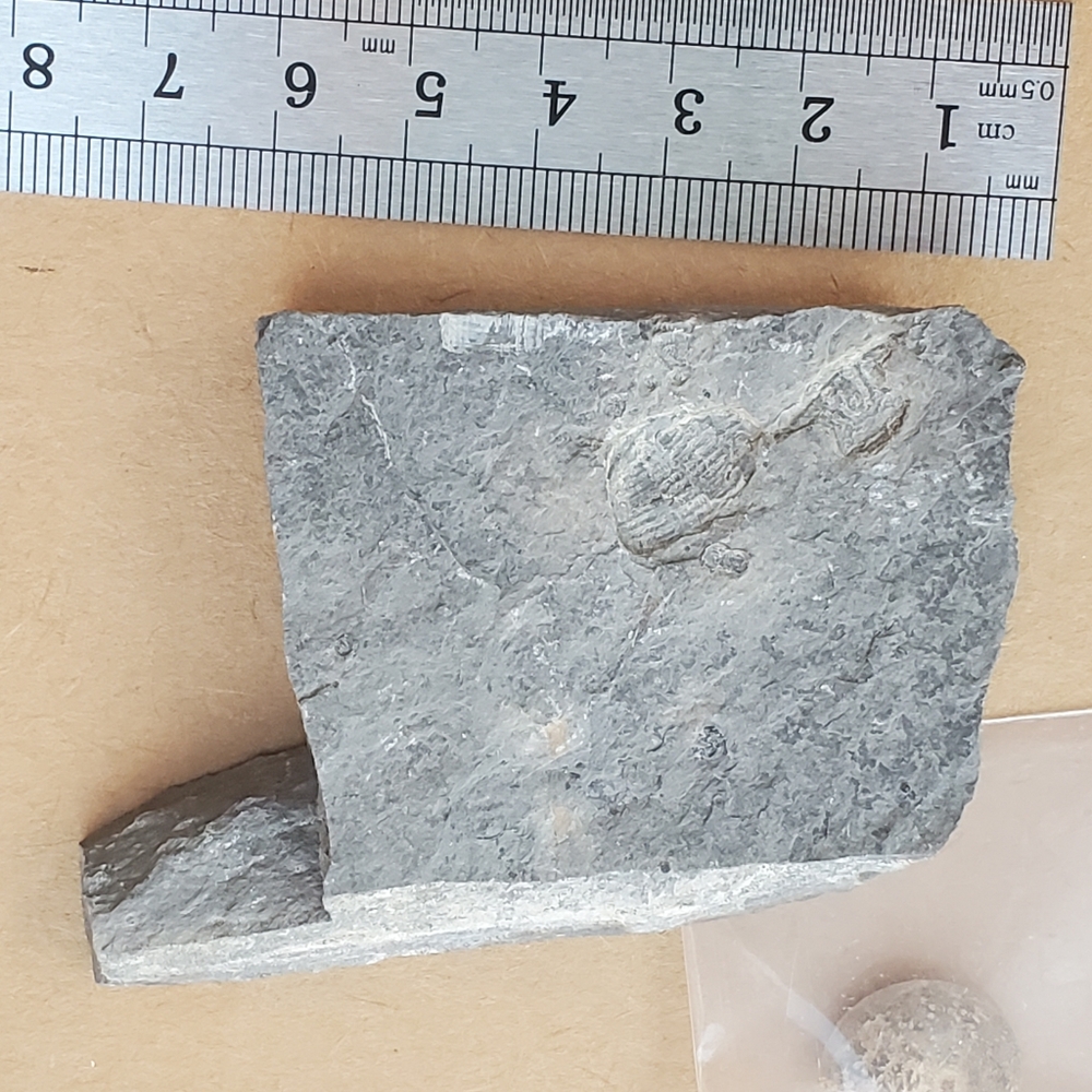 🦣FOSSILS FOR KIDS🦖 - Picture 10 of 14